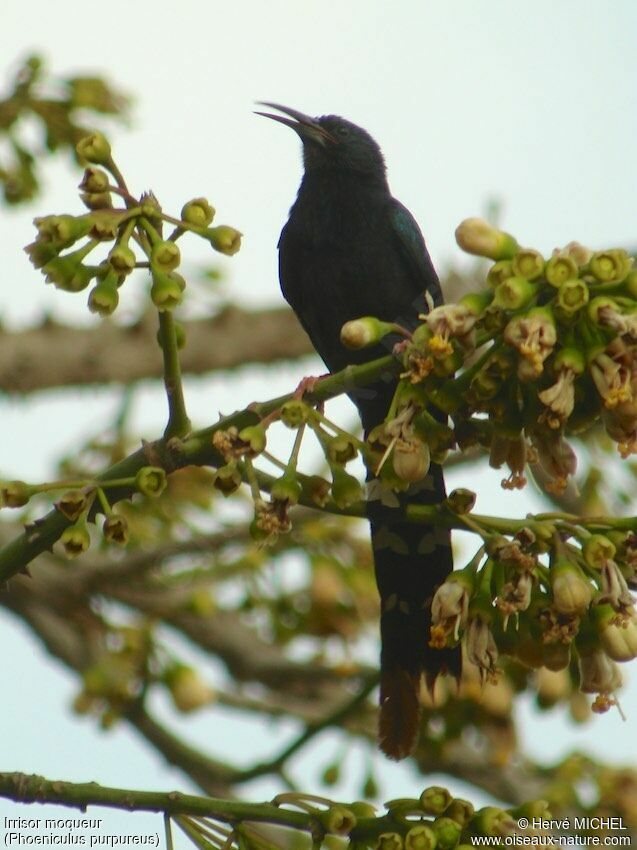 Green Wood Hoopoeimmature