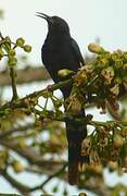 Green Wood Hoopoe