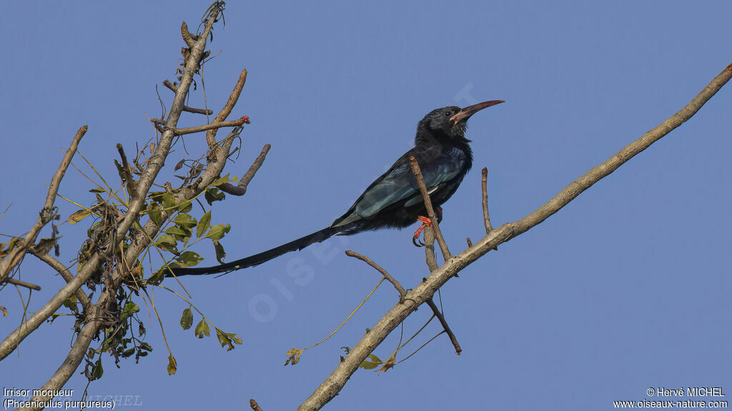 Green Wood Hoopoe