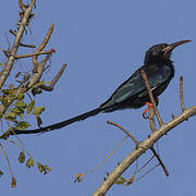 Green Wood Hoopoe