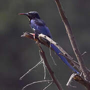 Green Wood Hoopoe