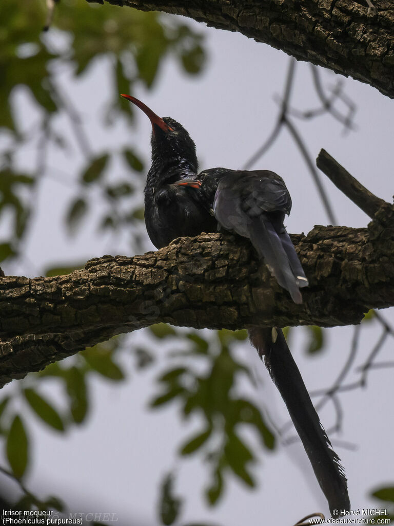 Green Wood Hoopoe