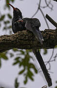 Green Wood Hoopoe