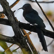 Common Scimitarbill