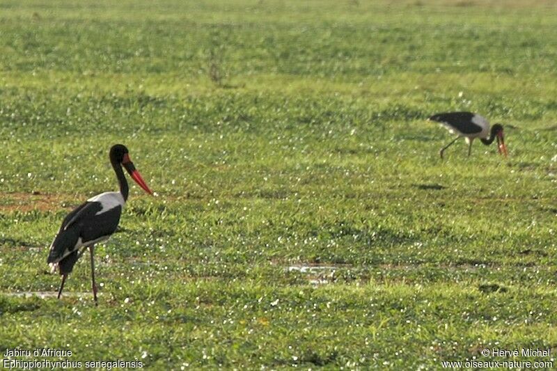 Jabiru d'Afriqueadulte