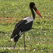 Saddle-billed Stork