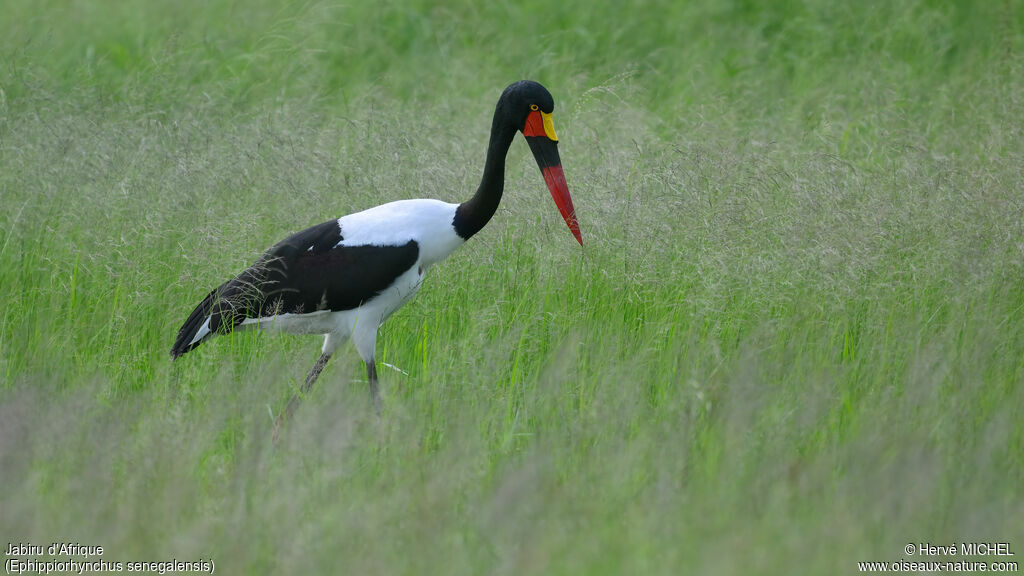 Saddle-billed Storkadult