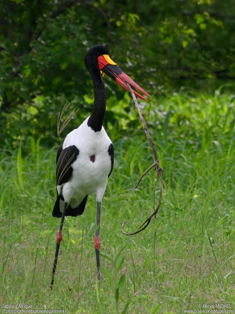 Saddle-billed Storkadult breeding