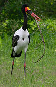 Saddle-billed Stork