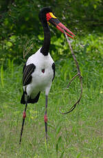 Jabiru d'Afrique