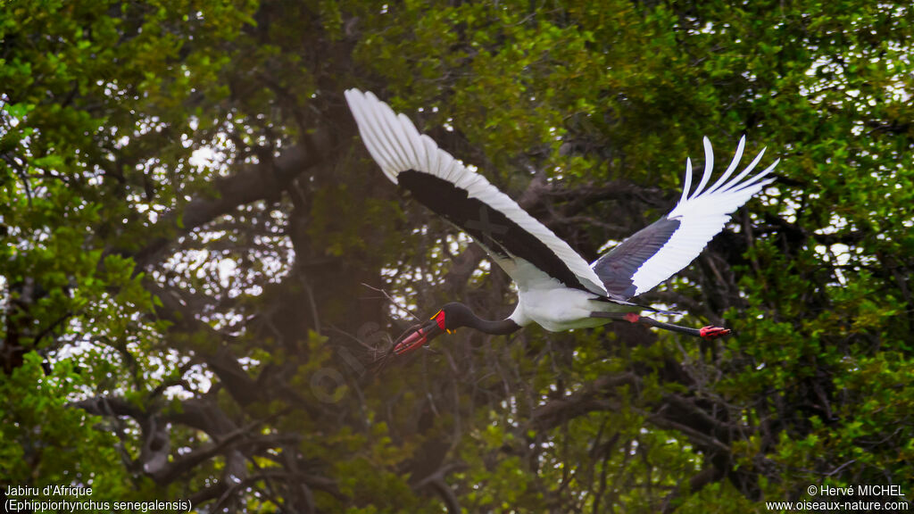 Saddle-billed Storkadult breeding