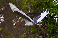 Jabiru d'Afrique