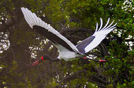 Saddle-billed Stork