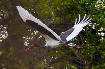 Jabiru d'Afrique