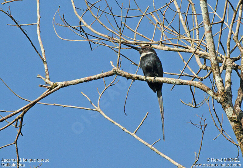 Paradise Jacamaradult, identification