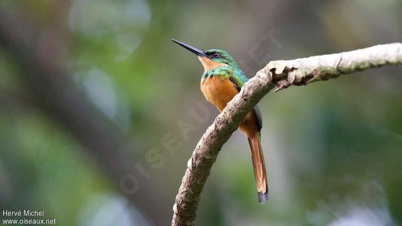 Jacamar à queue rousse femelle adulte, identification