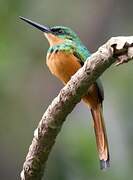 Rufous-tailed Jacamar