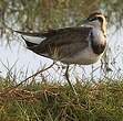 Jacana à longue queue