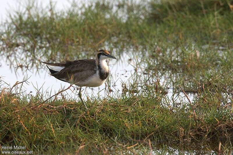 Jacana à longue queueadulte internuptial, identification