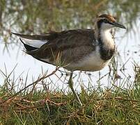 Jacana à longue queue