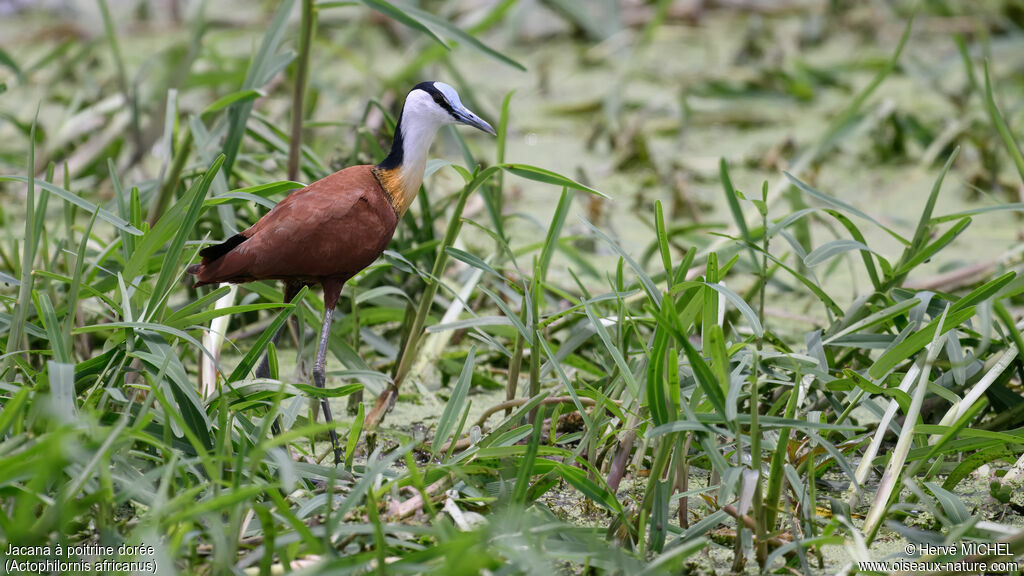 African Jacana