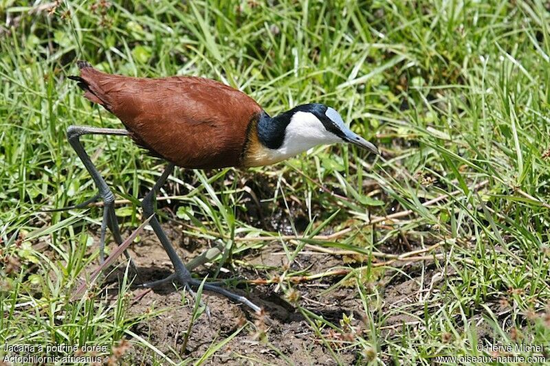 Jacana à poitrine doréeadulte