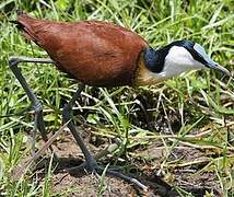 Jacana à poitrine dorée