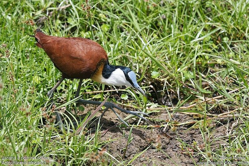 Jacana à poitrine doréeadulte