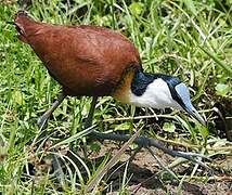 African Jacana