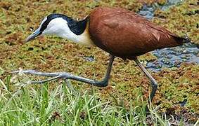 Jacana à poitrine dorée