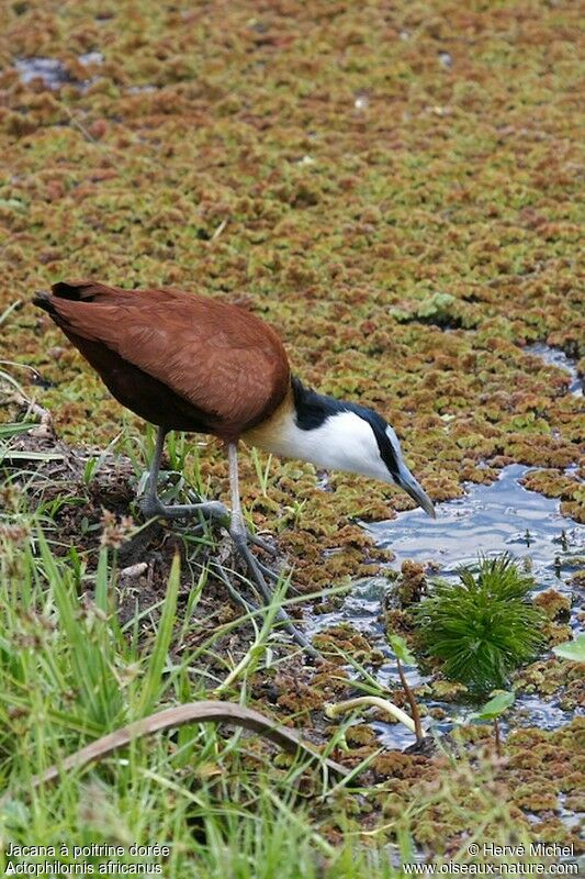 Jacana à poitrine doréeadulte