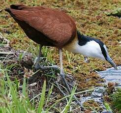 Jacana à poitrine dorée