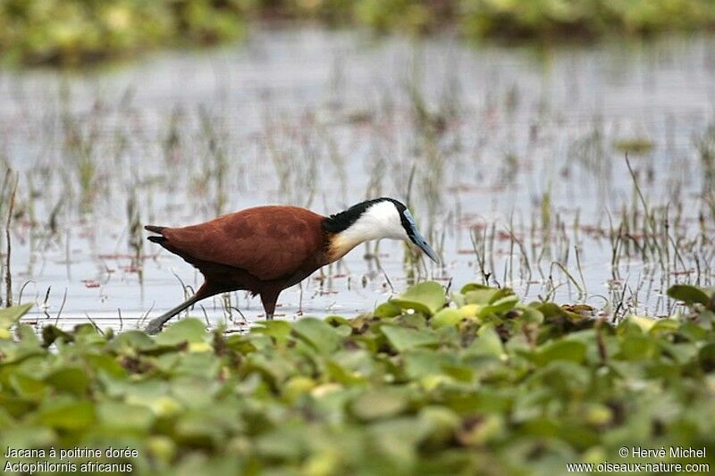 Jacana à poitrine doréeadulte