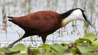 African Jacana