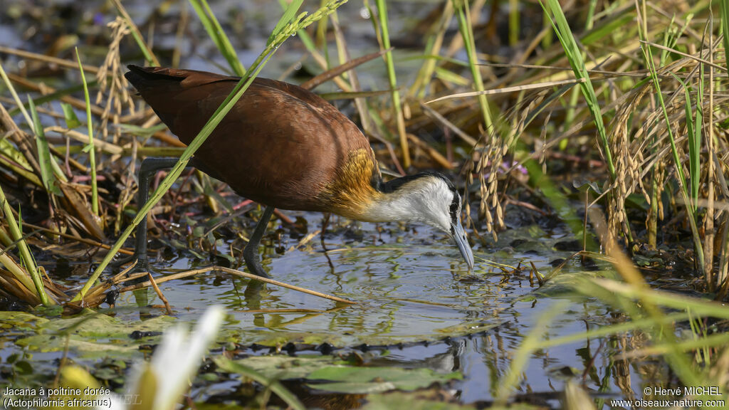 Jacana à poitrine doréeadulte