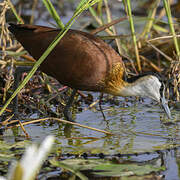 African Jacana