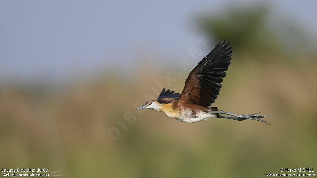 Jacana à poitrine doréeimmature