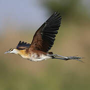 African Jacana