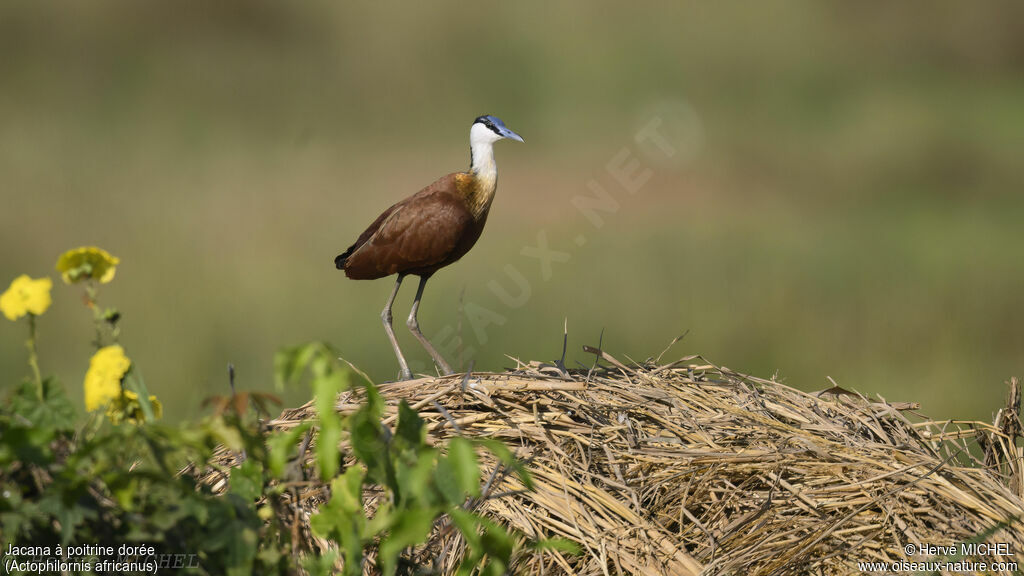 Jacana à poitrine doréeadulte