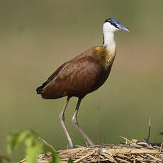 Jacana à poitrine dorée