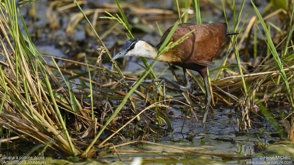 Jacana à poitrine dorée