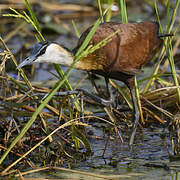 Jacana à poitrine dorée