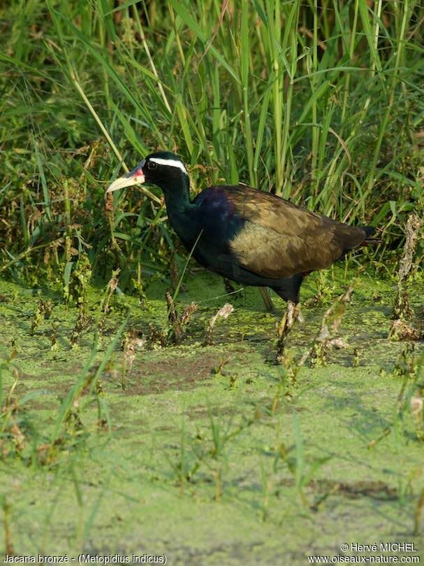 Jacana bronzé