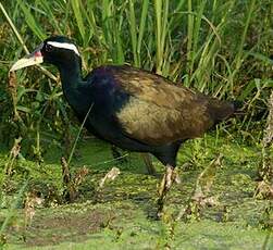 Jacana bronzé