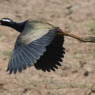 Jacana bronzé