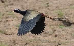 Jacana bronzé