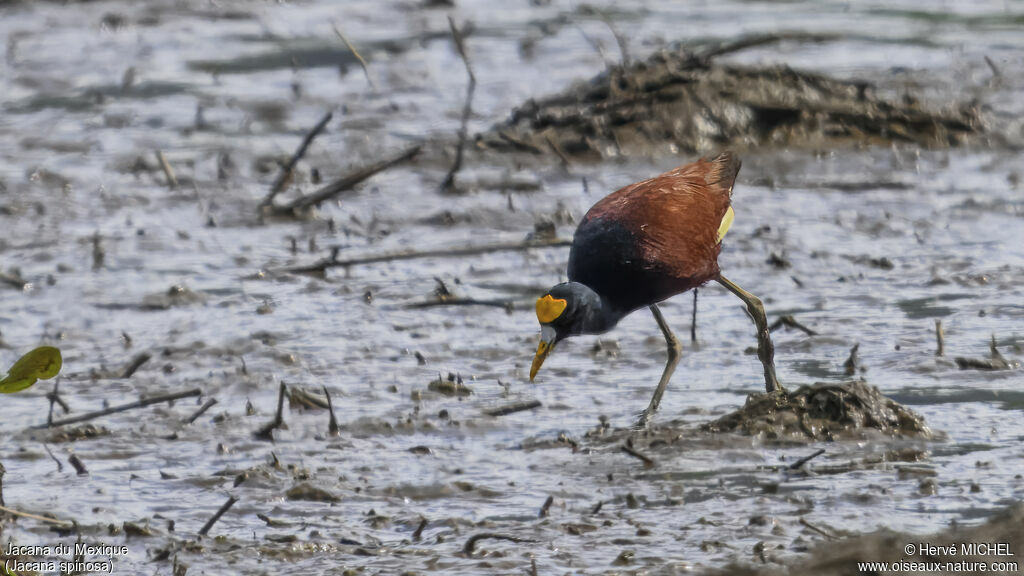 Jacana du Mexiqueadulte