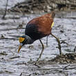 Jacana du Mexique