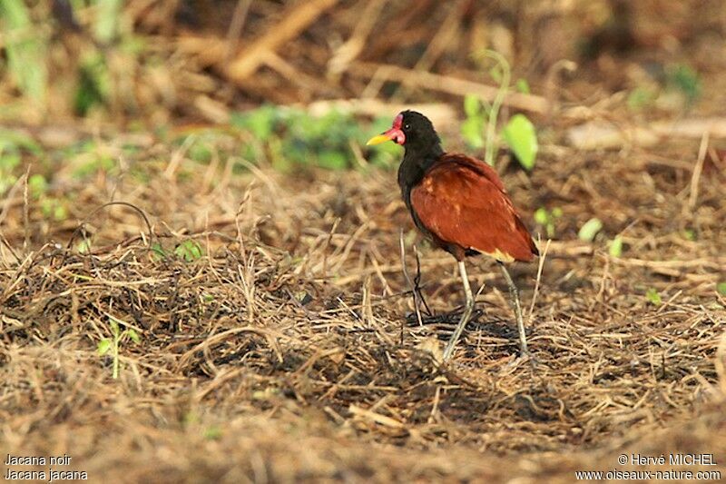 Jacana noiradulte, identification