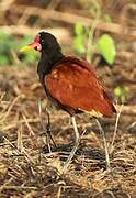 Wattled Jacana